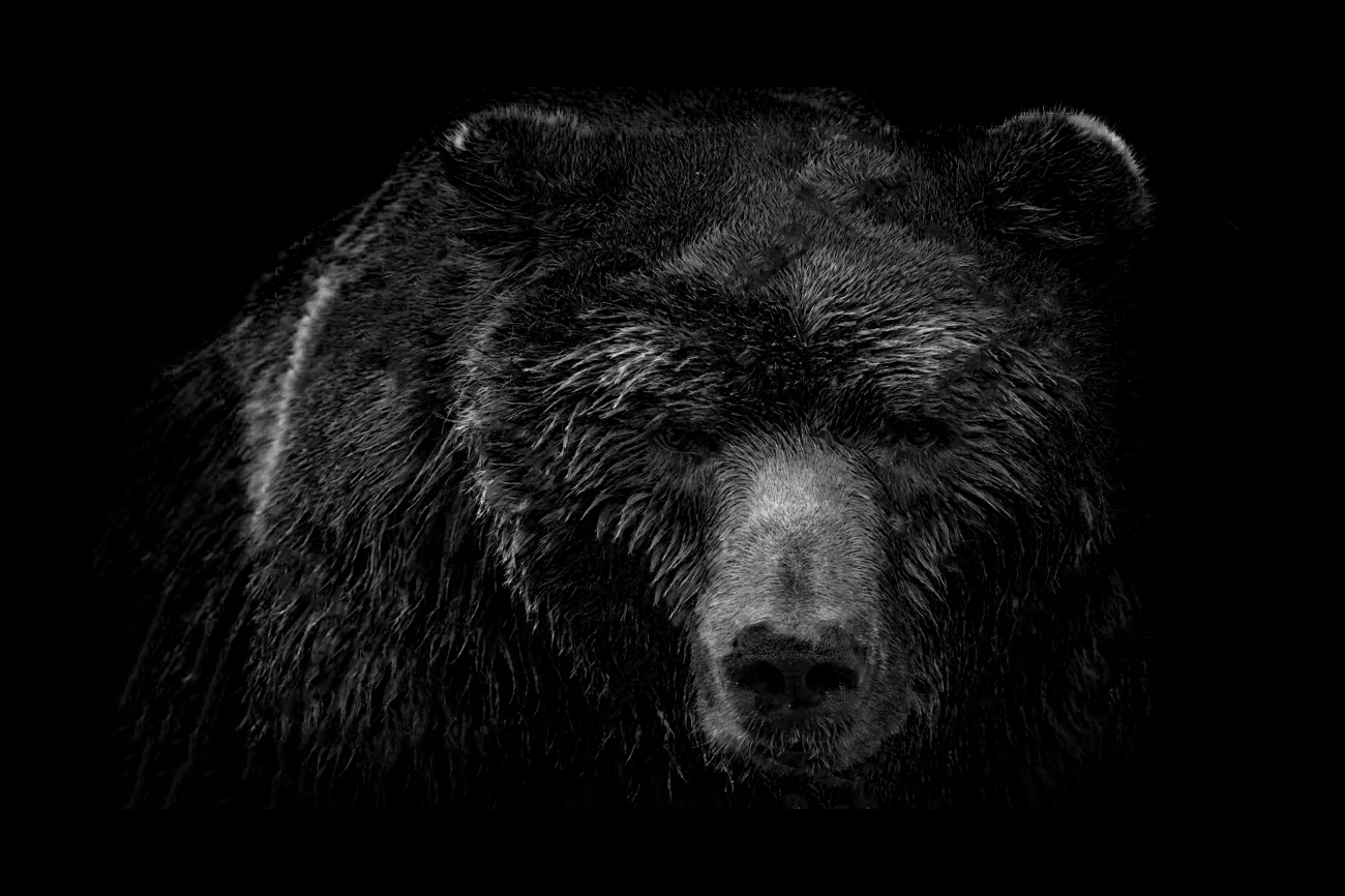 Front view of brown bear isolated on black background. Portrait